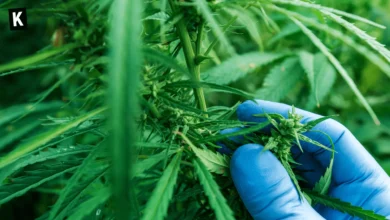 Un scientifique vérifiant un plant de cannabis